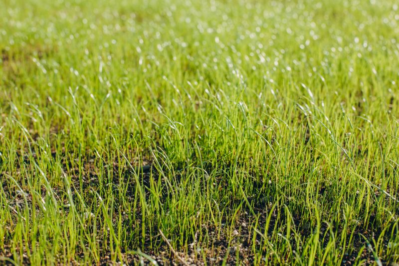 Grass Seed Installation in Honolulu, HI