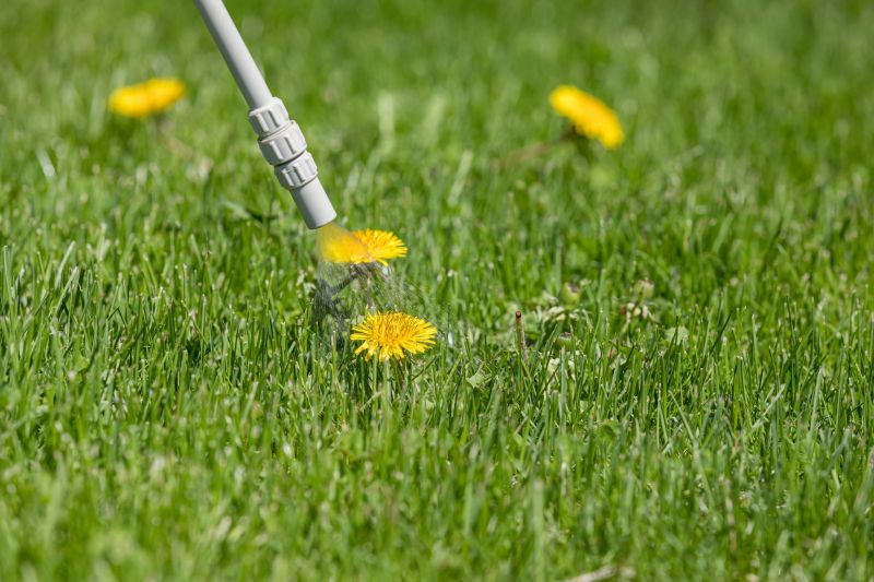Lawn Weed Control in Ventura County, CA