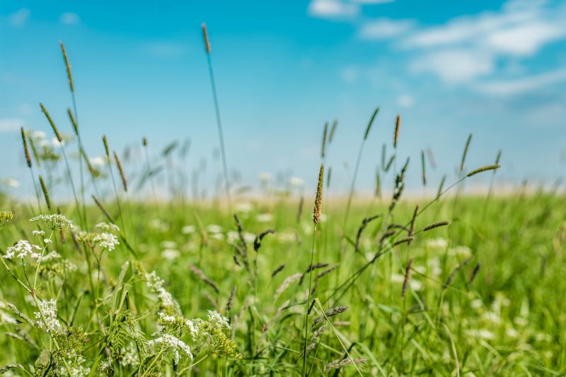 Tall Grass Mowings in Spring