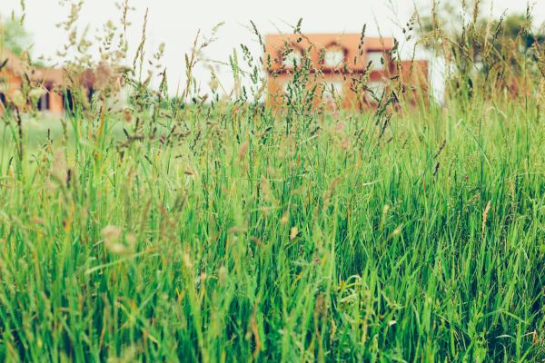 High Grass Maintenance - High Grass Maintenance Enfield, Connecticut