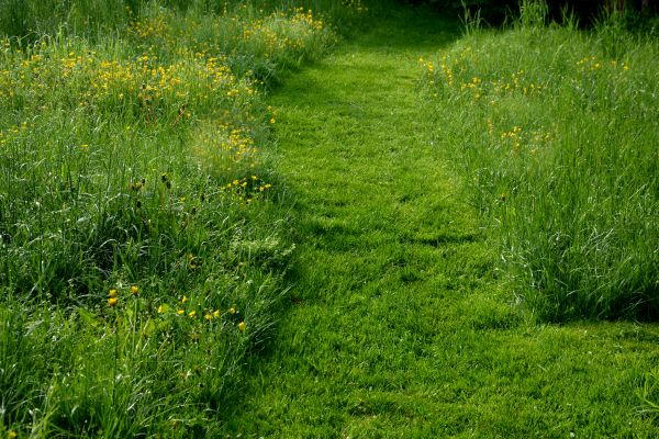 Neglected Lawn Care - Neglected Lawn Care Davenport, Iowa