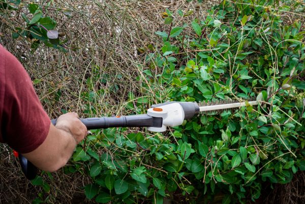 Overgrown Garden Maintenance