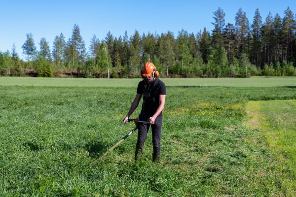 Front Lawn Mowing